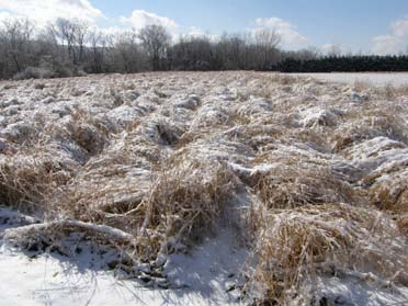 ‘Shelter’ switchgrass provides cover in the snow