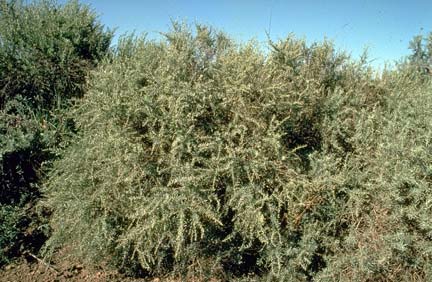 Fourwing saltbush is used for restoration in the southwest, providing food and habitat for wildlife and livestock.