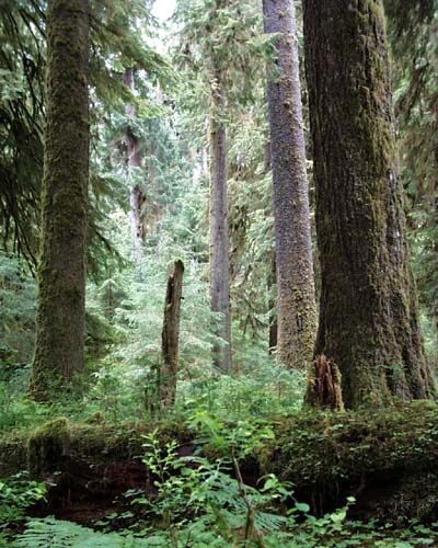 Hoh Valley Rain Forest, Olympic National Park, Washington State.