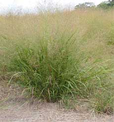 Switchgrass was one the first perennial grasses evaluated for use as a biofuel.