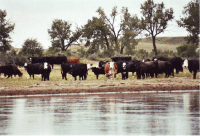 Cattle drinking from Missouri River near Williston, North Dakota