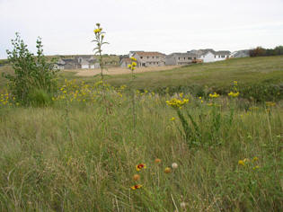 Native Prairie Landscaping at Horizon Middle School, Bismarck, ND.