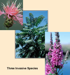 Photos of three invasive  species:  spotted Knapweed,  tree of heaven, and purple loosestrife.