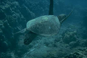 Green sea turtle; U.S. Fish and Wildlife Service.