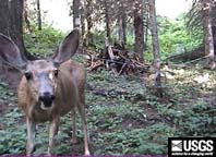 deer with fawn in a bear hair trap