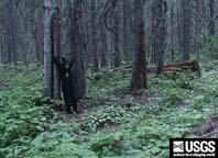 black bear cub rubbing on a bear rub tree