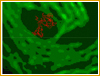 image of quantum-dot labeled proteins fluorescing on the surface of a cell membrane