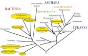 Phylogenetic tree of life image