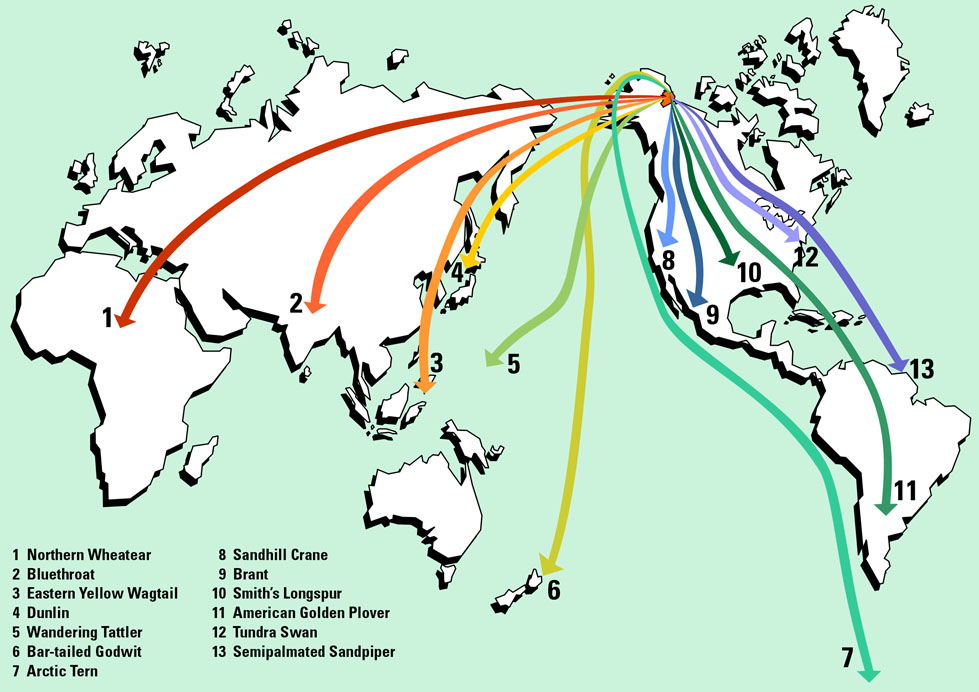 Map of selected bird migrations
from Arctic Refuge throughout
the world - USFWS map