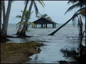 Submerged house and palm trees