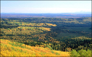 Photograph of the boreal forest, including apsens