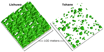 Vegetation models