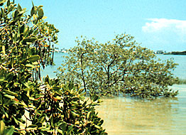 Mangrove trees in water