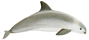 Vaquita