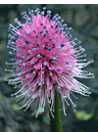 Swamppink (Hellonias bullata)