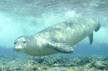 Hawaiian monk seal