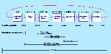 Diagram illustrating the life stages of pollock and the processes that control advancement from one stage to the next