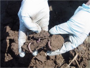 Scientist collected earthworms from a soybean field fertilized with biosolids. The earthworms were analyzed for 77 different chemicals; 20 chemicals were detected in the earthworms.
