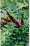 View a larger version of this image and Profile page for Amorpha fruticosa L.