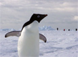 Penguins Helped and Hurt by Changing Climate