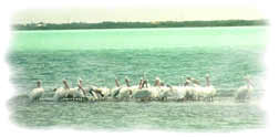 photo of birds standing in water