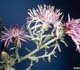 Spotted Knapweed - Invasive.org