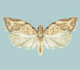 Light brown apple moth - Invasive.org