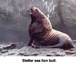 Steller Sea Lion Bull