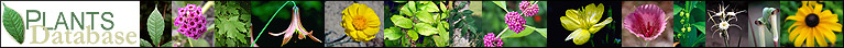 PLANTS photo banner