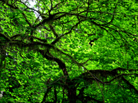 Photo of redwood trees