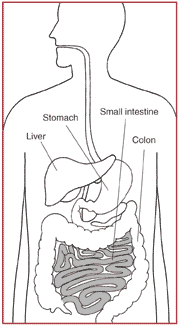 Diagram of gastrointestinal tract with shading of the small intestine.