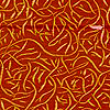 Self organisation of a DBS-based gels prepared at different temperatures (AFM micrographs taken after drying)