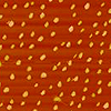 Self organisation of a DBS-based gels prepared at different temperatures (AFM micrographs taken after drying)