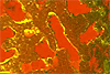 Figure displays merged and registered OCM and CFM images 145 mm below the surface of a TEMP. The TEMP consists of a volume fraction of 50 % poly(ecaprolactone) (PCL) scaffold that was cultured with fetal chick osteoblasts for 10 weeks and stained with a nuclear