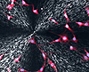 Osteoblasts were cultured on a thin film of poly(L-lactic acid), fixed and stained. DAPI was used to stain cell nuclei to fluoresce blue and Texas-red-C2-maleimide was used to stain cell membranes to fluoresce red. The large “iron cross” in the background is birefringence from a spherulite seen with crossed polarizers. 