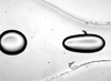 Oil/Water droplets in microfluidic device for high-throughput measurements 