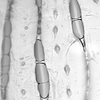 Optical micrographs of a commercial adhesive tape after a peel experiment (related with the peel test shown in the previous movie)