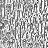 Optical micrographs of a commercial adhesive tape after a peel experiment (related with the peel test shown in the previous movie)