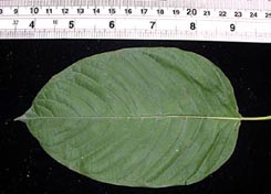 Kratom leaf.