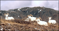 image of Dall sheep rams lying on mountainside - USFWS