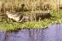 Does mercury affect aquatic life in the Florida Everglades?