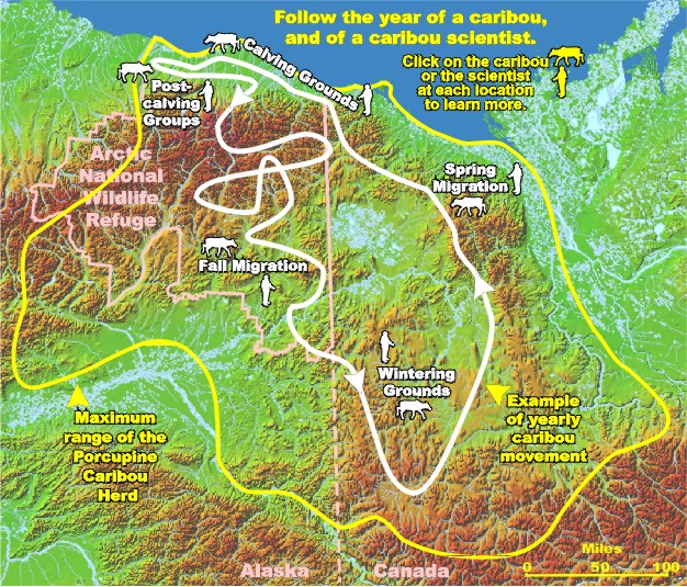 map showing caribou yearly movements - USFWS