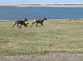 Caribou cows and calf run past.
USFWS photo