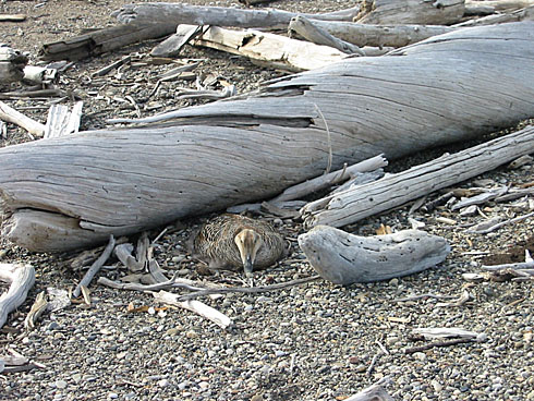 a common eider hen remains motionless on her nest
USFWS photo
