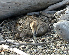 close-up view of the eider on her nest
USFWS photo