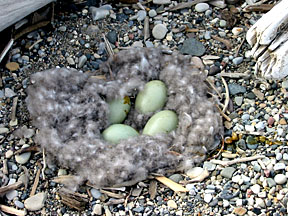 common eider nest on gravel, with 
downy feathers insulating 4 green eggs
USFWS photo