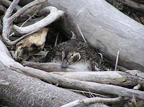 female long-tailed duck on her nest
USFWS photo