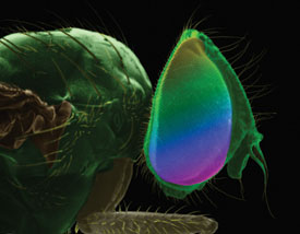 Closeup photo of a fly's head.