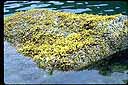 Partially submerged rock covered in fucus (algae)