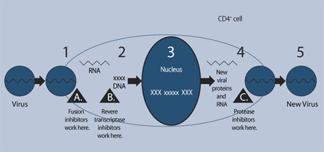 This illustration shows how HAART drugs work.